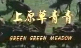 青青草原在线视频免费观看,免费视频盛宴等你来享